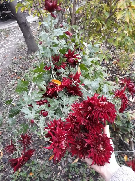  - Grădina 2019