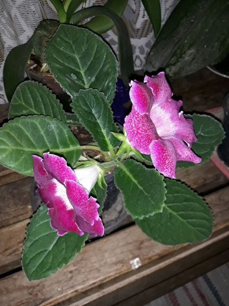  - Gloxinia din seminte
