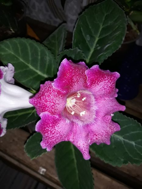  - Gloxinia din seminte