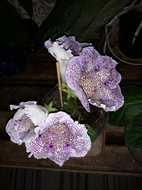  - Gloxinia din seminte