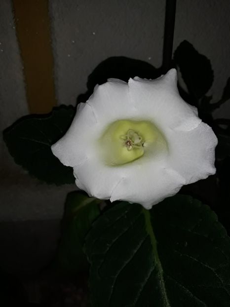  - Gloxinia din seminte