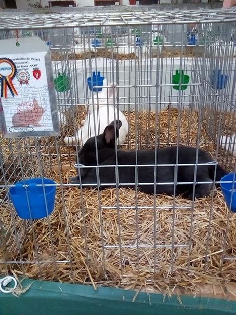 WhatsApp Image 2019-11-17 at 8.44.29 AM - 30---expozitie Sannicolau Mare 15 17 11 2019