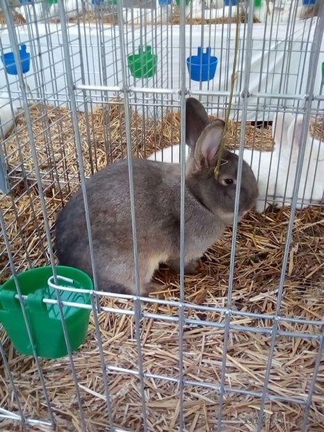 WhatsApp Image 2019-11-17 at 8.44.32 AM - 30---expozitie Sannicolau Mare 15 17 11 2019