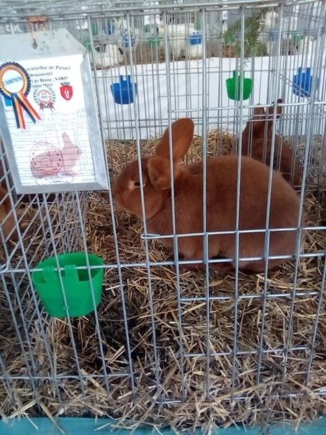 WhatsApp Image 2019-11-17 at 8.44.34 AM (1) - 30---expozitie Sannicolau Mare 15 17 11 2019