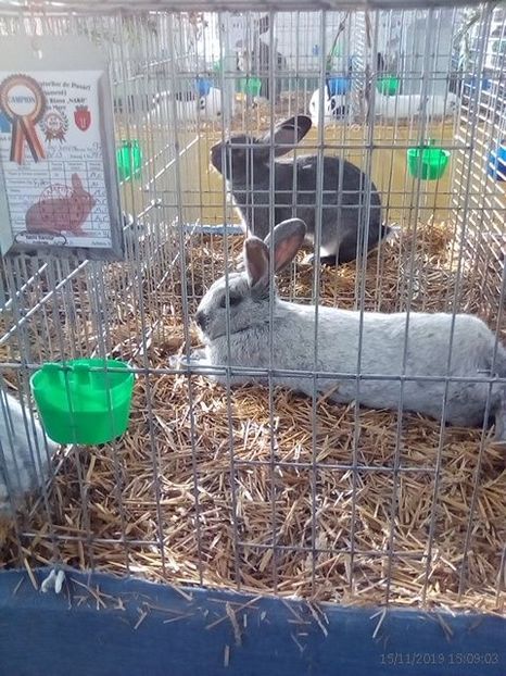 WhatsApp Image 2019-11-17 at 8.44.34 AM - 30---expozitie Sannicolau Mare 15 17 11 2019