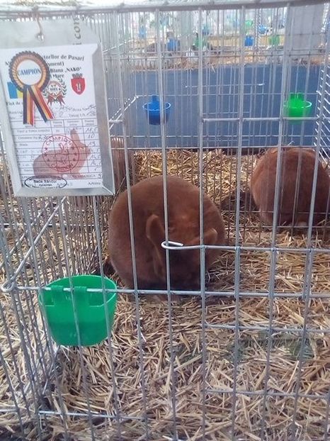 WhatsApp Image 2019-11-17 at 8.44.36 AM (1) - 30---expozitie Sannicolau Mare 15 17 11 2019