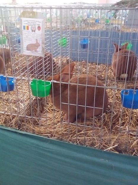 WhatsApp Image 2019-11-17 at 8.45.29 AM (4) - 30---expozitie Sannicolau Mare 15 17 11 2019