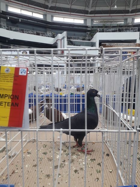  - Pui voiajori germani 2019