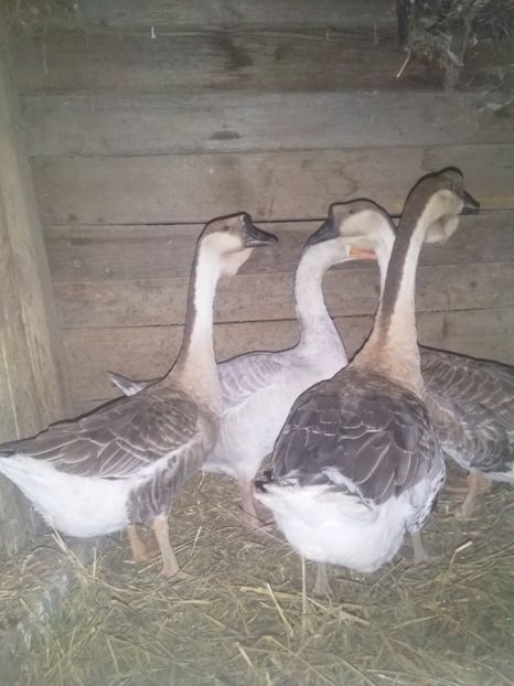  - Gâște africane 2019-2020-2021