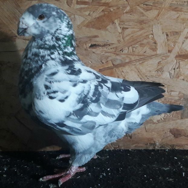  - 3---AGH DAȚI 2019 - 2025