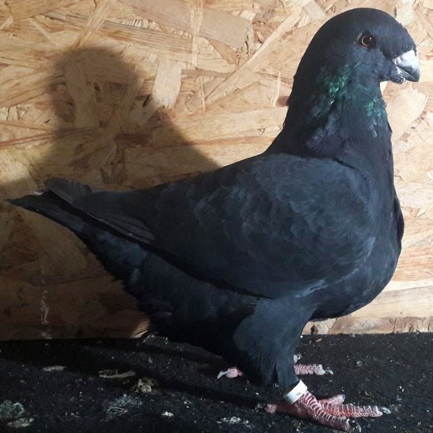  - 3---AGH DAȚI 2019 - 2025