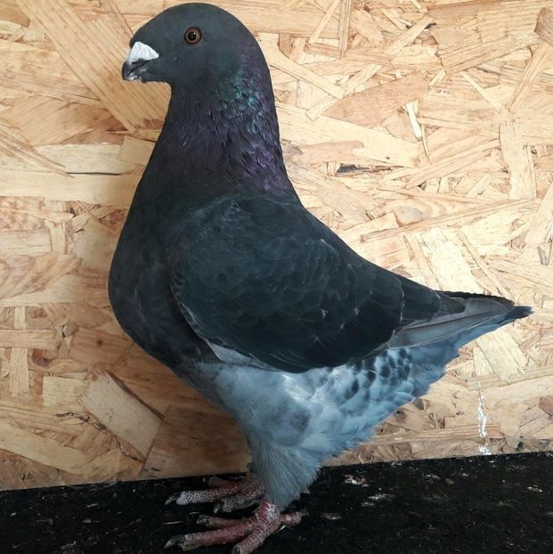  - 3---AGH DAȚI 2019 - 2025