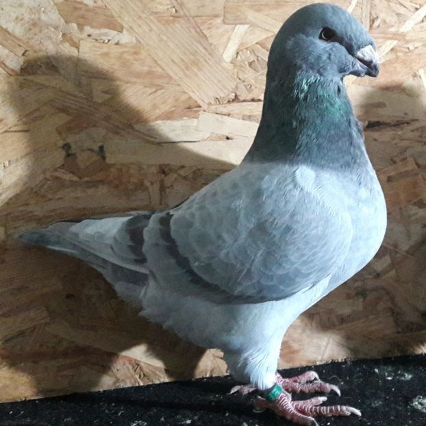  - 3---AGH DAȚI 2019 - 2025