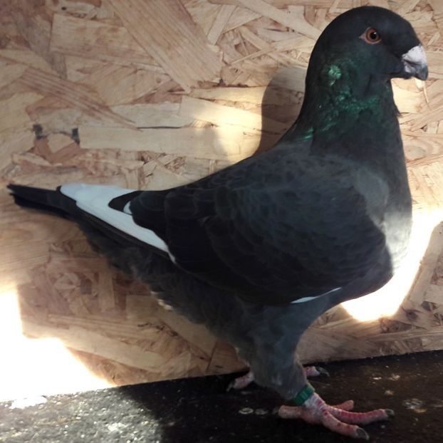  - 3---AGH DAȚI 2019 - 2025