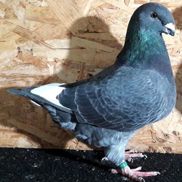  - 3---AGH DAȚI 2019 - 2025