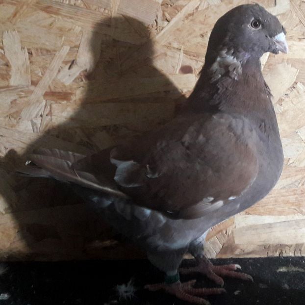  - 3---AGH DAȚI 2019 - 2025