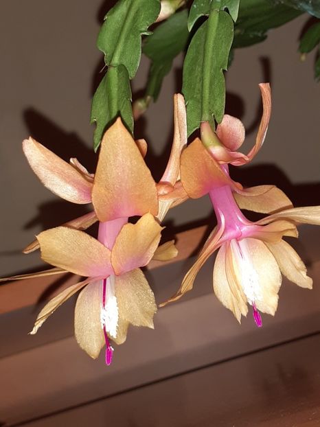  - Schlumbergera