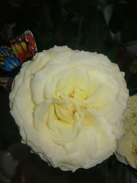  - Trandafiri 2019 II