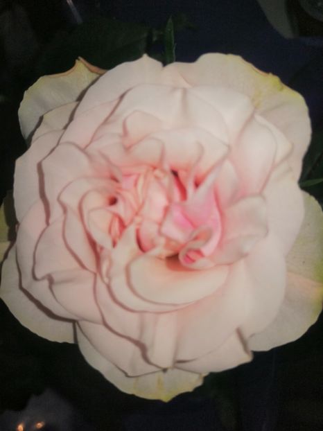  - Trandafiri 2019 II