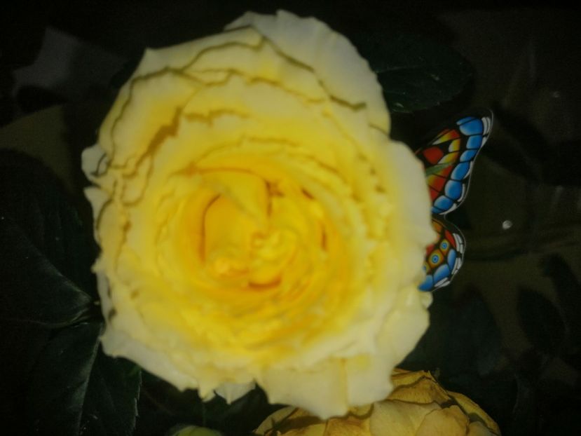  - Trandafiri 2019 II