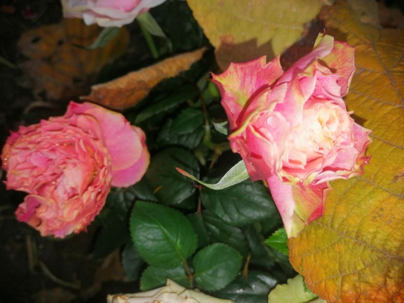  - Trandafiri 2019 II