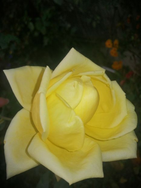  - Trandafiri 2019 II