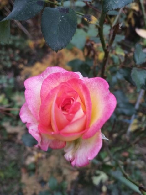  - Trandafiri 2019 II