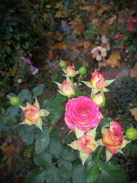  - Trandafiri 2019 II