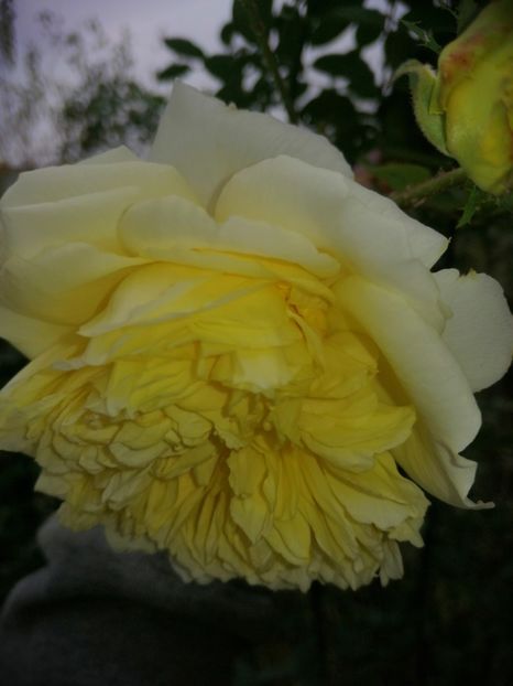  - Trandafiri 2019 II