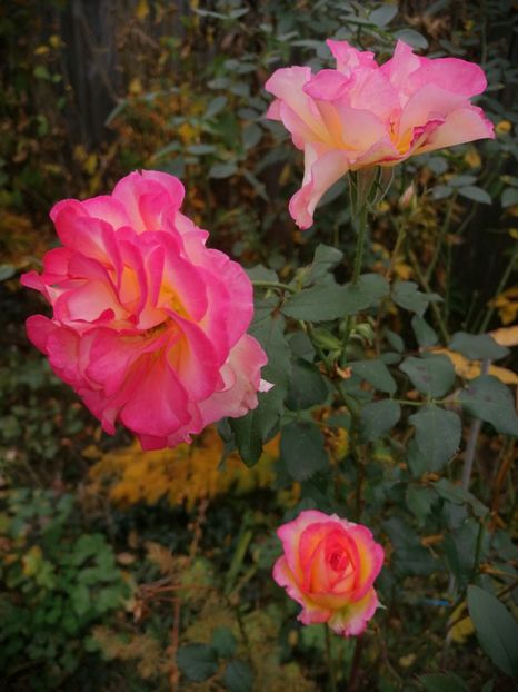  - Trandafiri 2019 II