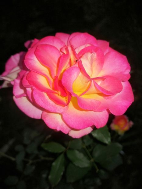  - Trandafiri 2019 II