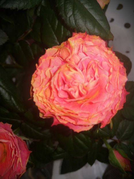  - Trandafiri 2019 II