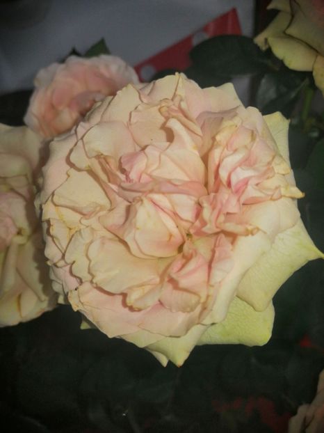  - Trandafiri 2019 II