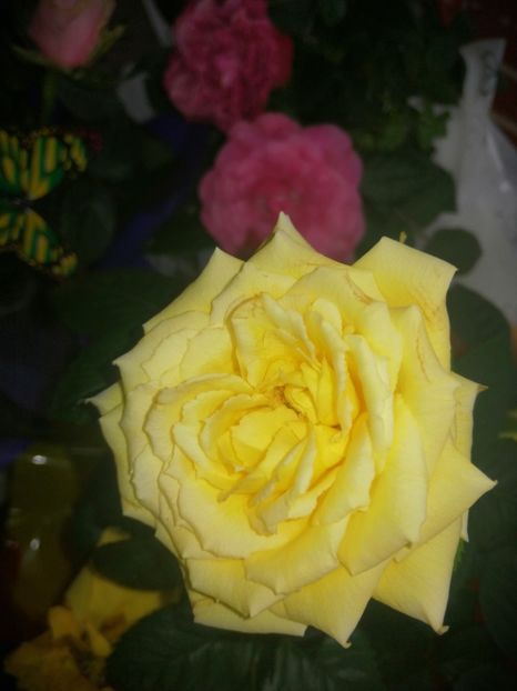  - Trandafiri 2019 II