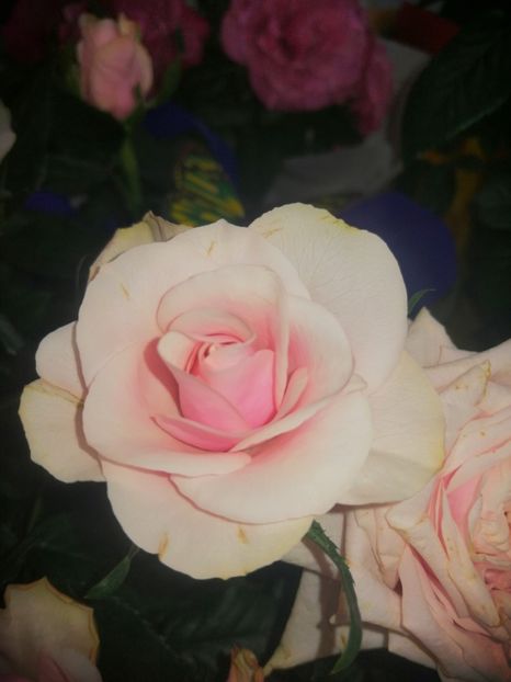  - Trandafiri 2019 II