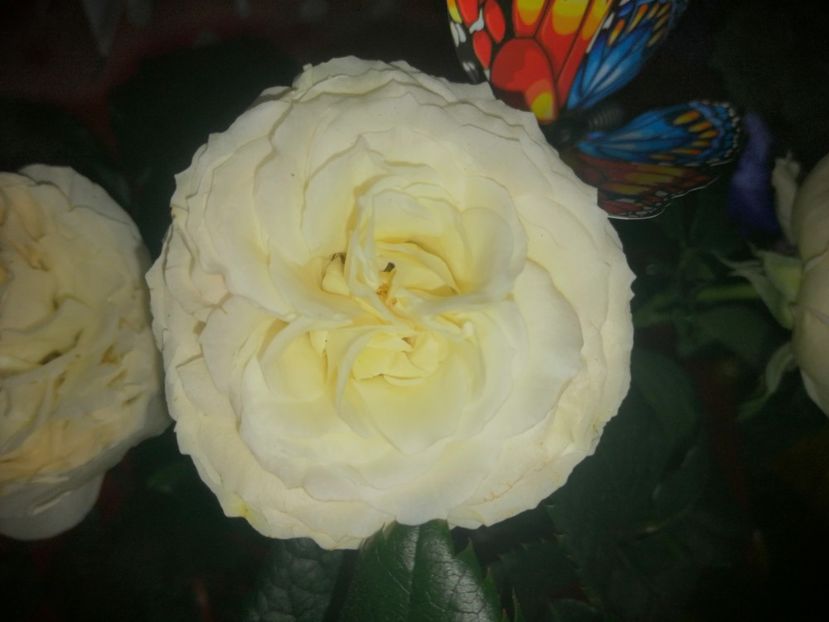  - Trandafiri 2019 II