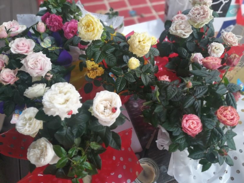  - Trandafiri 2019 II