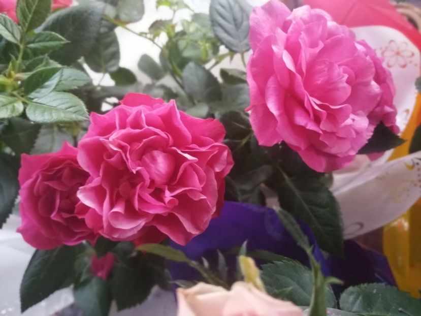  - Trandafiri 2019 II