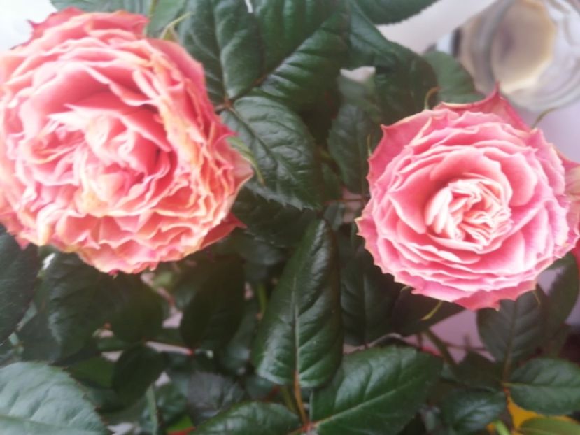  - Trandafiri 2019 II