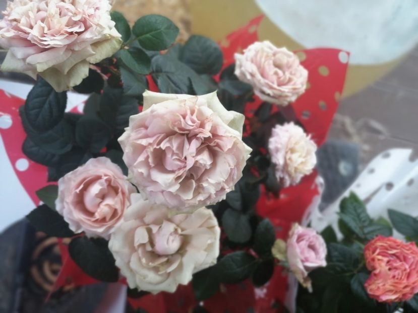  - Trandafiri 2019 II