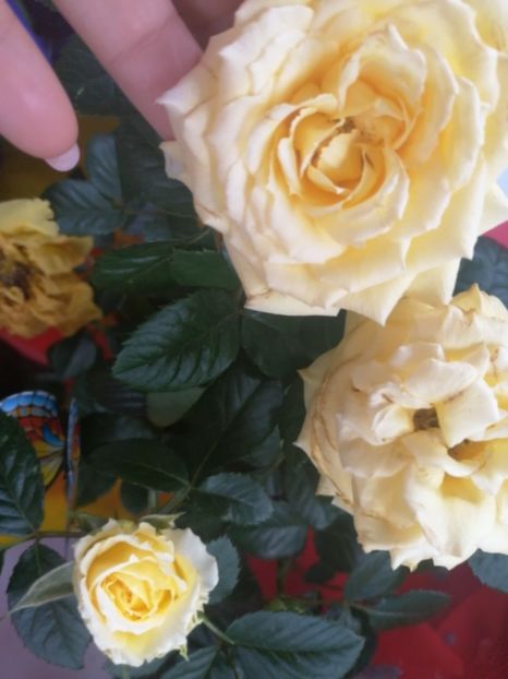  - Trandafiri 2019 II