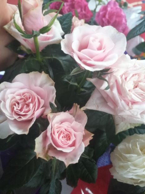  - Trandafiri 2019 II