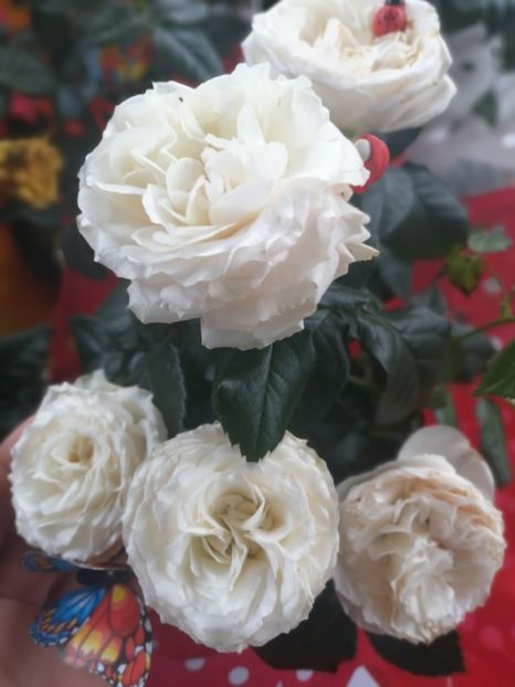  - Trandafiri 2019 II