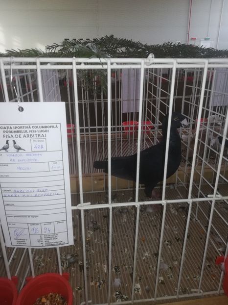  - Expozitie Asociatia Porumbelul 1929 Lugoj noiembrie 2019