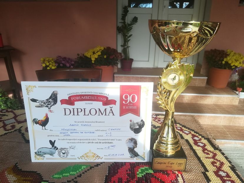  - Expozitie Asociatia Porumbelul 1929 Lugoj noiembrie 2019