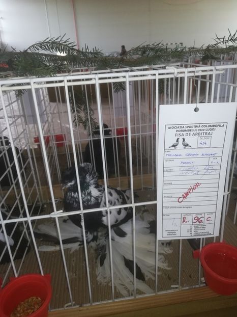  - Expozitie Asociatia Porumbelul 1929 Lugoj noiembrie 2019