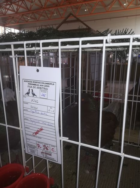  - Expozitie Asociatia Porumbelul 1929 Lugoj noiembrie 2019