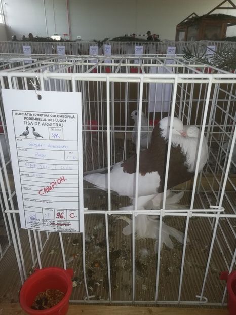  - Expozitie Asociatia Porumbelul 1929 Lugoj noiembrie 2019