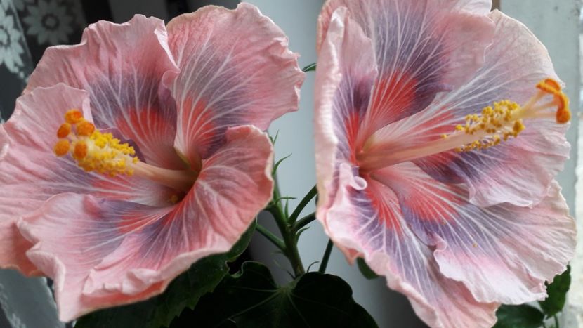  - Talmeș balmeș 2019