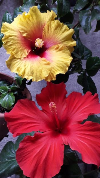  - Talmeș balmeș 2019